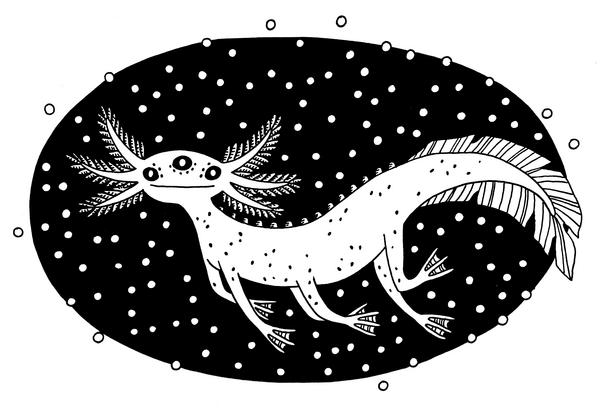 axolotl