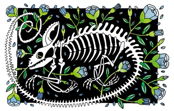 cameleon