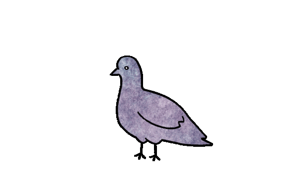 pigeon